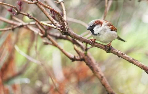 Sparrow Stock Photos