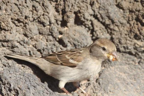 Sparrow Stock Photos