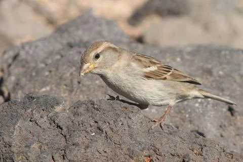 Sparrow Stock Photos