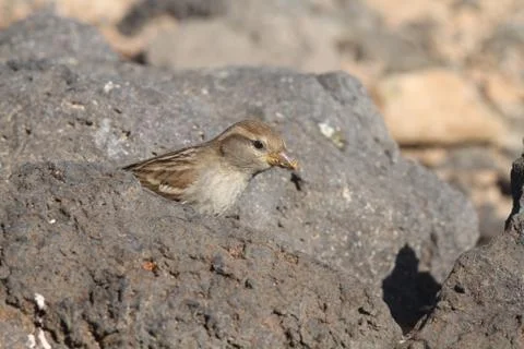 Sparrow Stock Photos