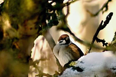Sparrow Stock Photos
