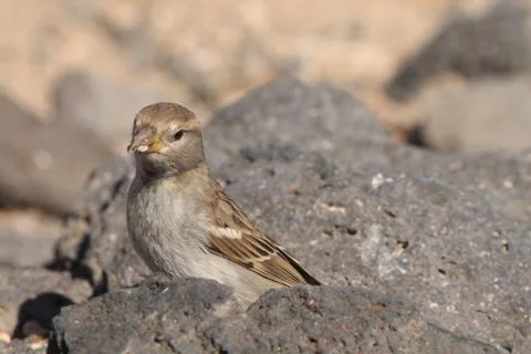 Sparrow Stock Photos