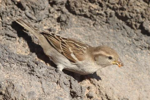 Sparrow Stock Photos