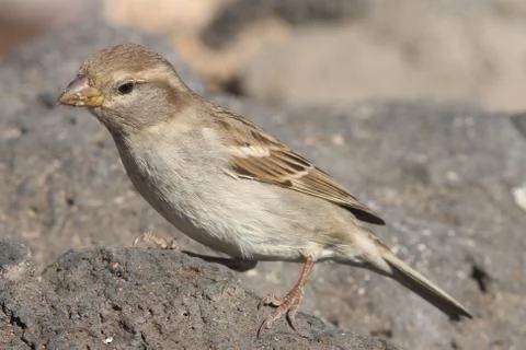 Sparrow Stock Photos