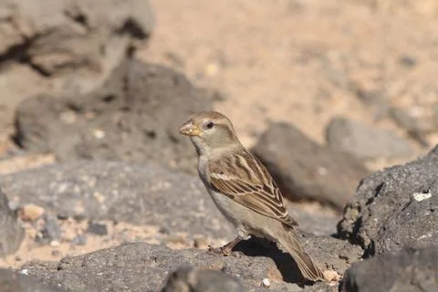Sparrow Stock Photos