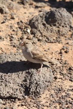 Sparrow Stock Photos