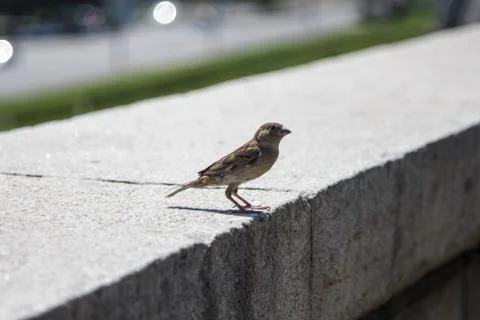 Sparrow Foto stock