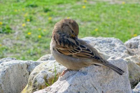 Sparrow Stock Photos