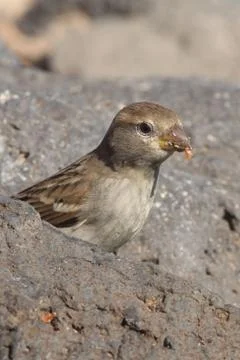 Sparrow Stock Photos