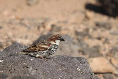 Sparrow Stock Photos