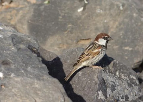 Sparrow Stock Photos