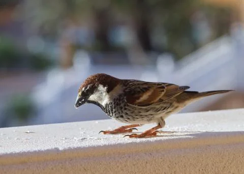 Sparrow Stock Photos