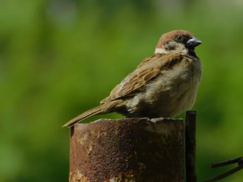 Sparrow Stock Photos