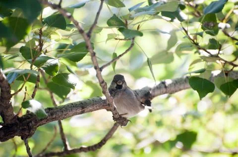 Sparrow Stock Photos