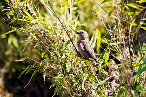 Sparrow Stock Photos