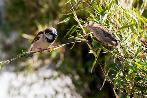 Sparrow Stock Photos