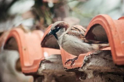 Sparrow Stock Photos