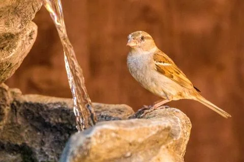 Sparrow Stock Photos