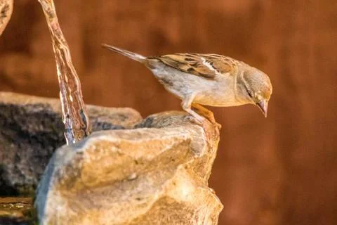 Sparrow Stock Photos