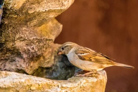 Sparrow Stock Photos