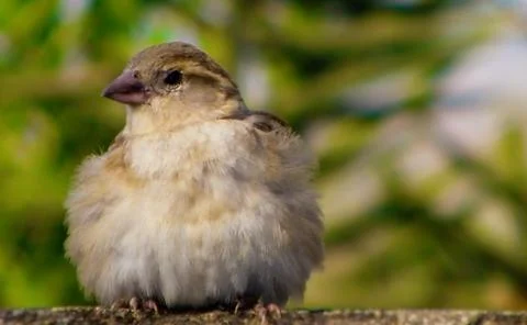 The sparrow Stock Photos