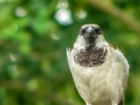 The sparrow Stock Photos