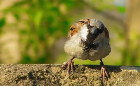 The sparrow Stock Photos