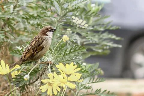 The sparrow  Stock Photos