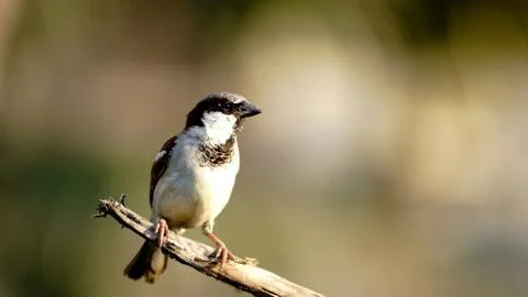 Sparrow Stock Photos