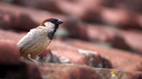 Sparrow Stock Photos