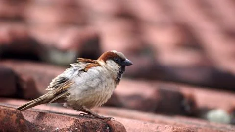 Sparrow Stock Photos