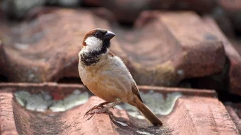 Sparrow Stock Photos