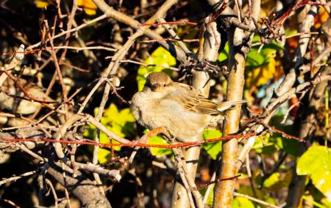 Sparrow 库存照片