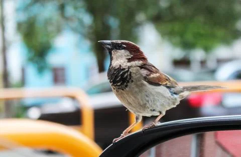 Sparrow Stock Photos