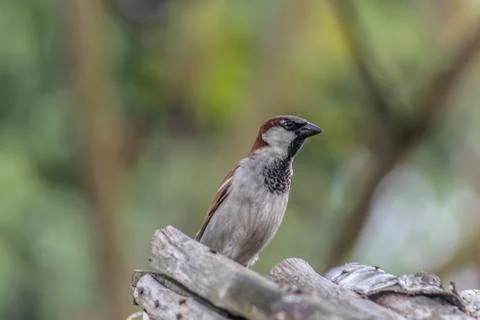 Sparrow Stock Photos