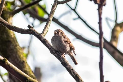 Sparrow Stock Photos