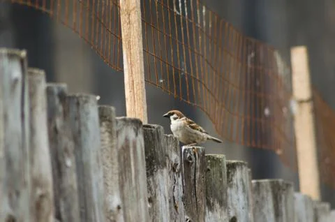 Sparrow Stock Photos