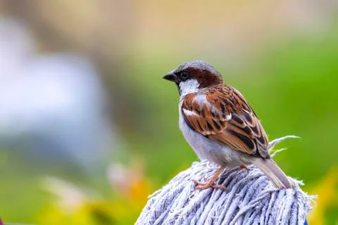 Sparrow 写真素材