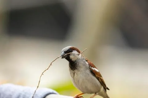 Sparrow 写真素材