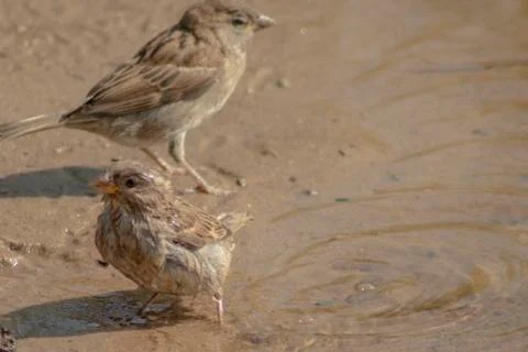 Sparrow. Stock Photos