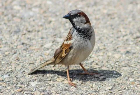 Sparrow Stock Photos