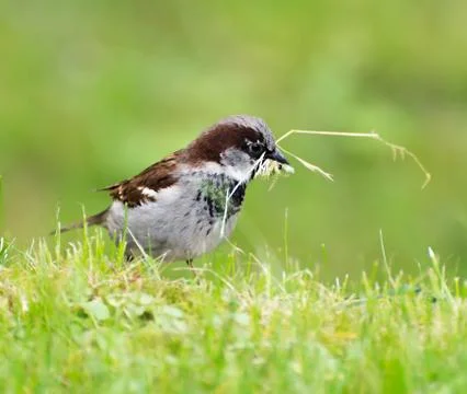 Sparrow Stock Photos