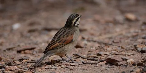 Sparrow 写真素材