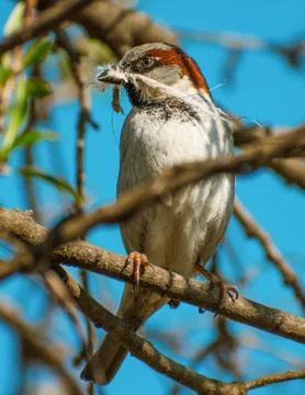 A sparrow Stock Photos