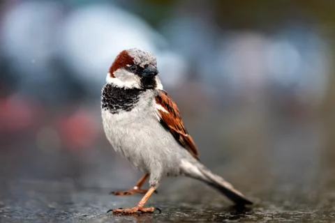  sparrow Stock Photos