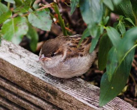 Sparrow Stock Photos