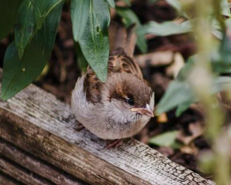Sparrow Stock Photos