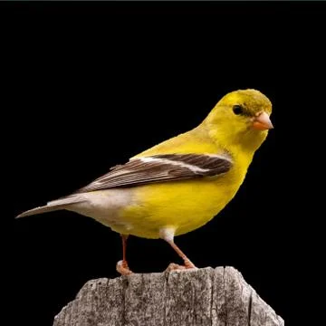 Sparrow Stock Photos