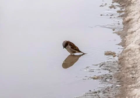 Sparrow. Stock Photos