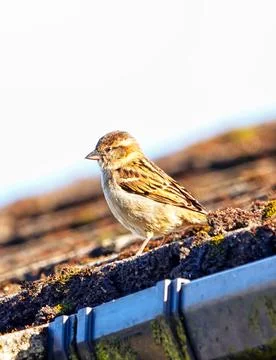 Sparrow Stock Photos